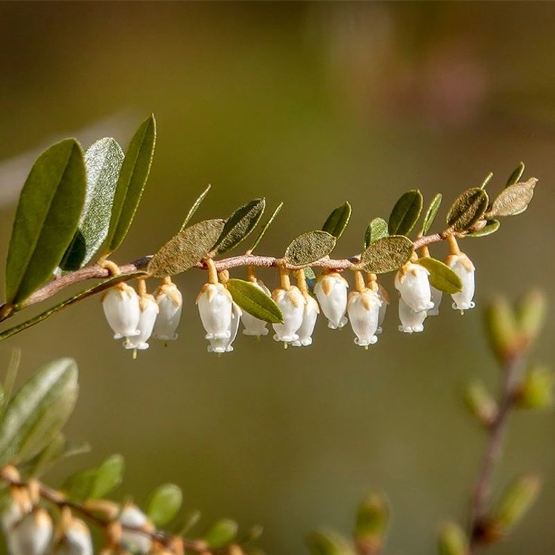 Leatherleaf 