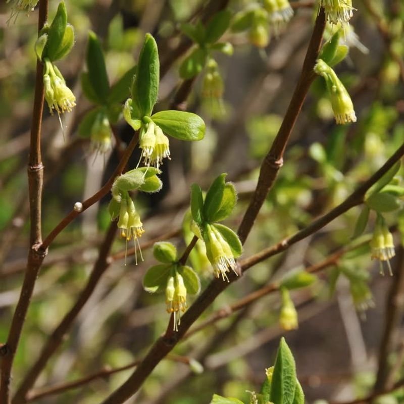 Leatherwood 