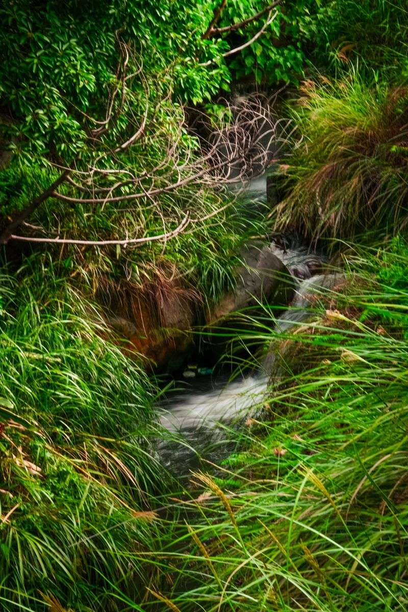 Leave A Buffer Of Native Plants Along Waterways Leave A Buffer Of Native Plants Along Waterways