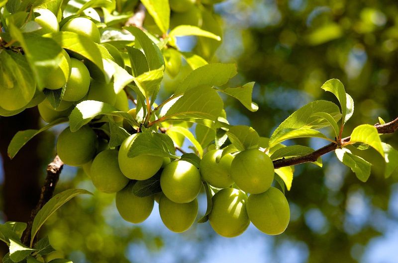 Leave About 6 To 8 Inches Between Fruits