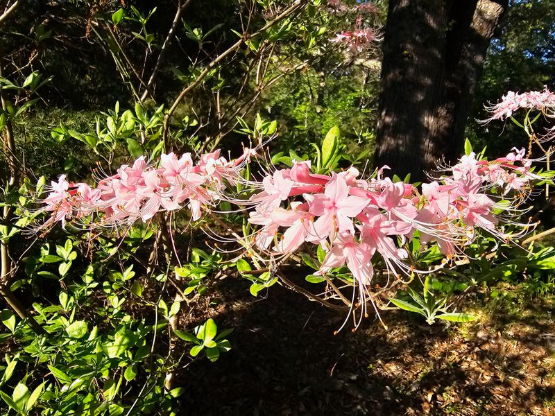 Leave Azaleas Alone In August