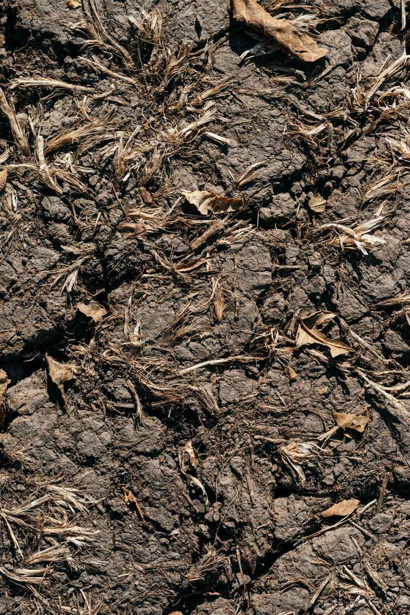 Leave Bare Soil Patches For Ground Nesters