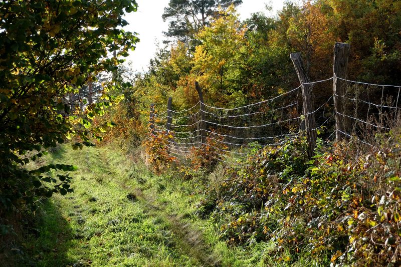 Leave Buffer Strips Near Fences And Edges Leave Buffer Strips Near Fences And Edges