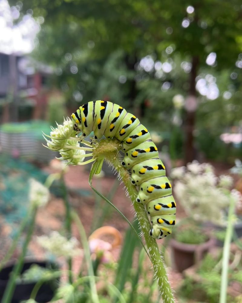 Leave Caterpillar Host Plants Undisturbed