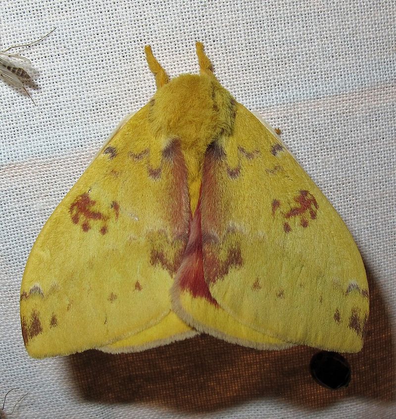 Leave Caterpillars Undisturbed Until They Become Moths