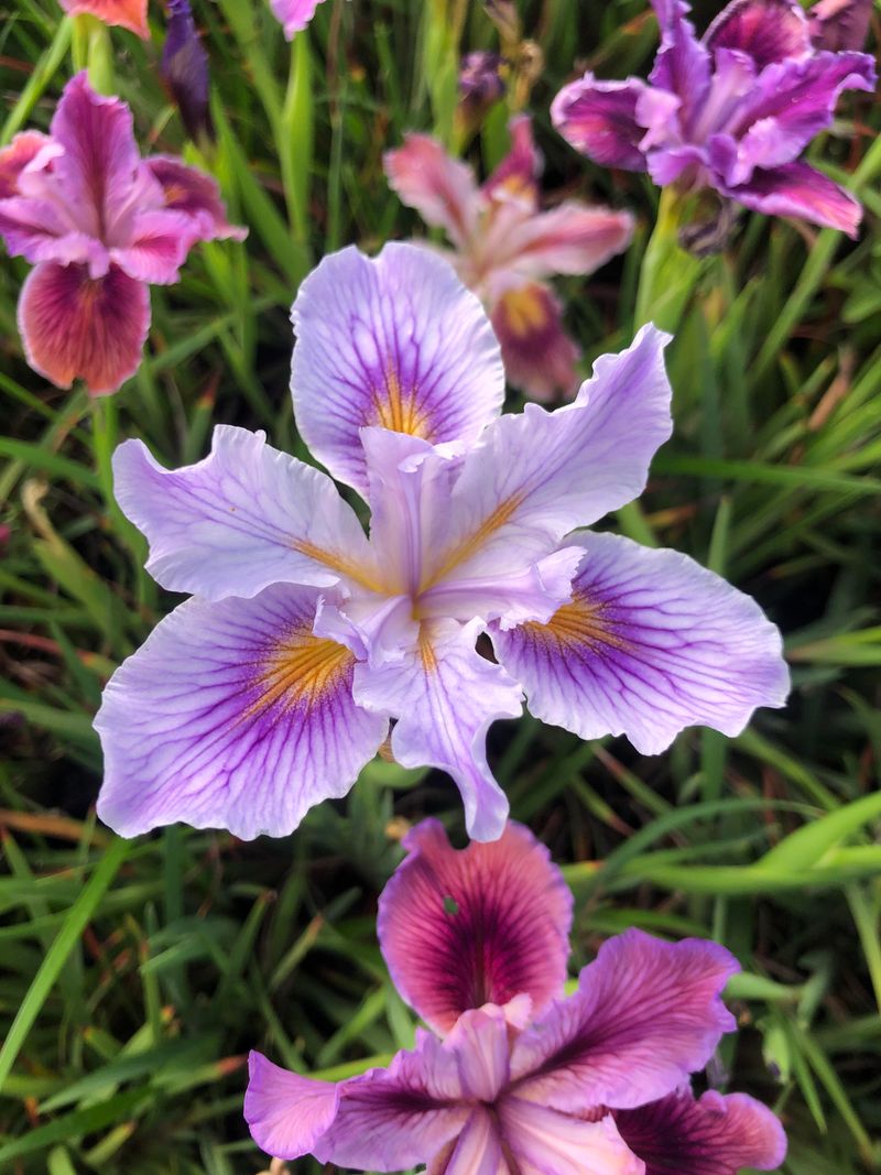 Leave Dormant Bulbs Alone Until Rain