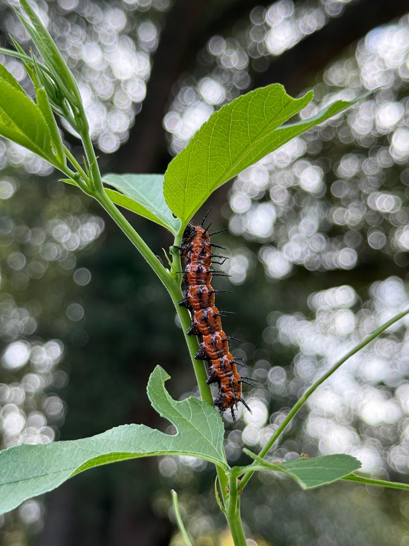 Leave Eggs And Caterpillars Undisturbed
