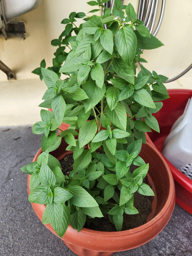 Leave Enough Foliage For Quick Regrowth Leave Enough Foliage For Quick Regrowth