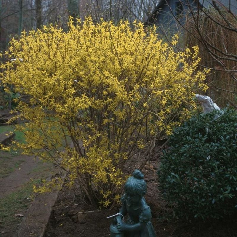 Leave Forsythia Alone Until After Spring Bloom Leave Forsythia Alone Until After Spring Bloom