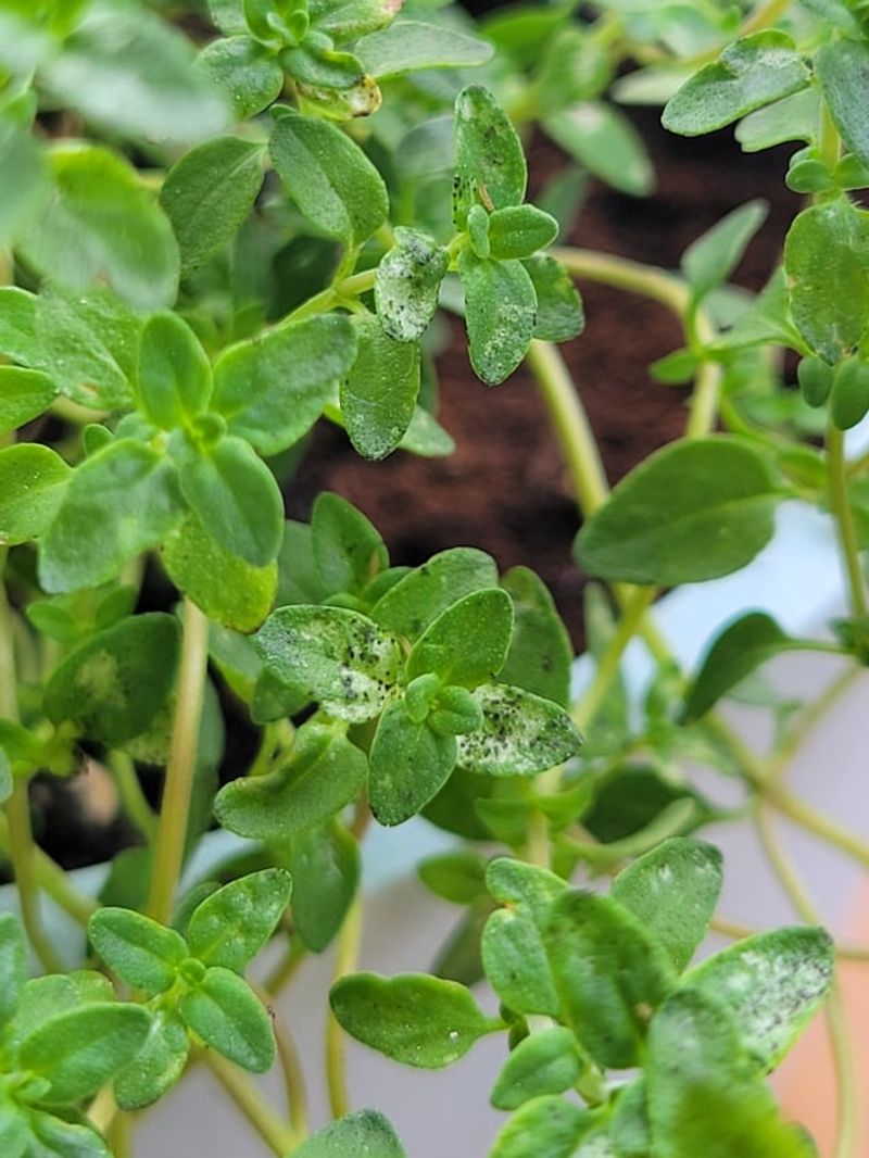Leave Green Growth Behind Leave Green Growth Behind