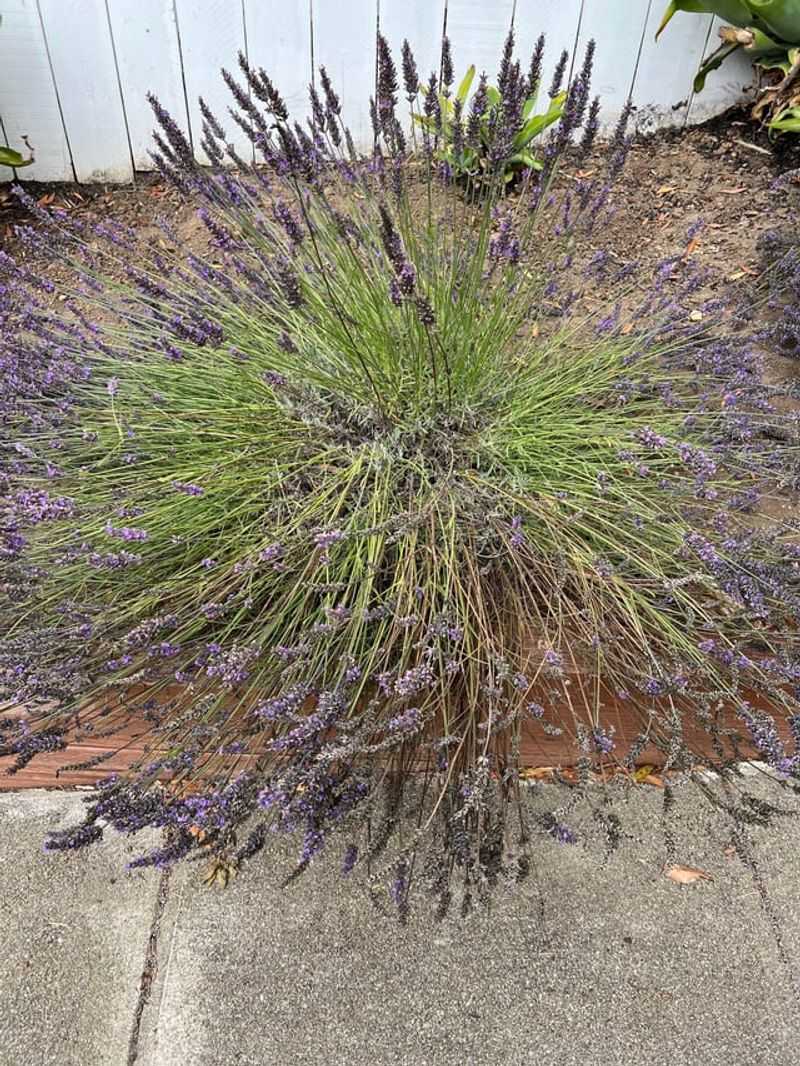 Leave Green Growth On Every Stem