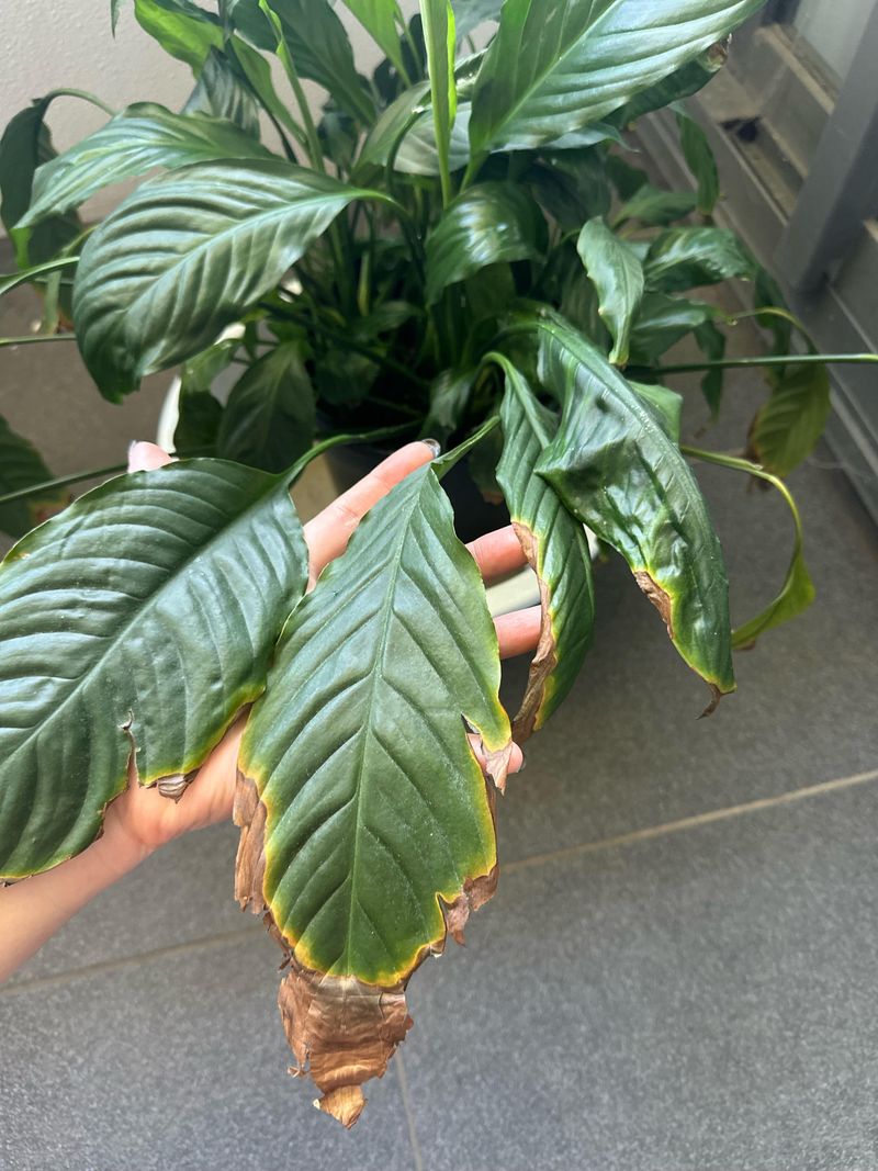 Leave Green Tissue On The Plant