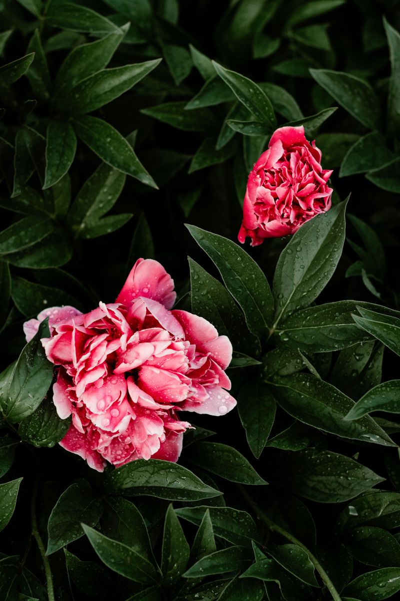 Leave Healthy Foliage Intact Through Summer Months Leave Healthy Foliage Intact Through Summer Months