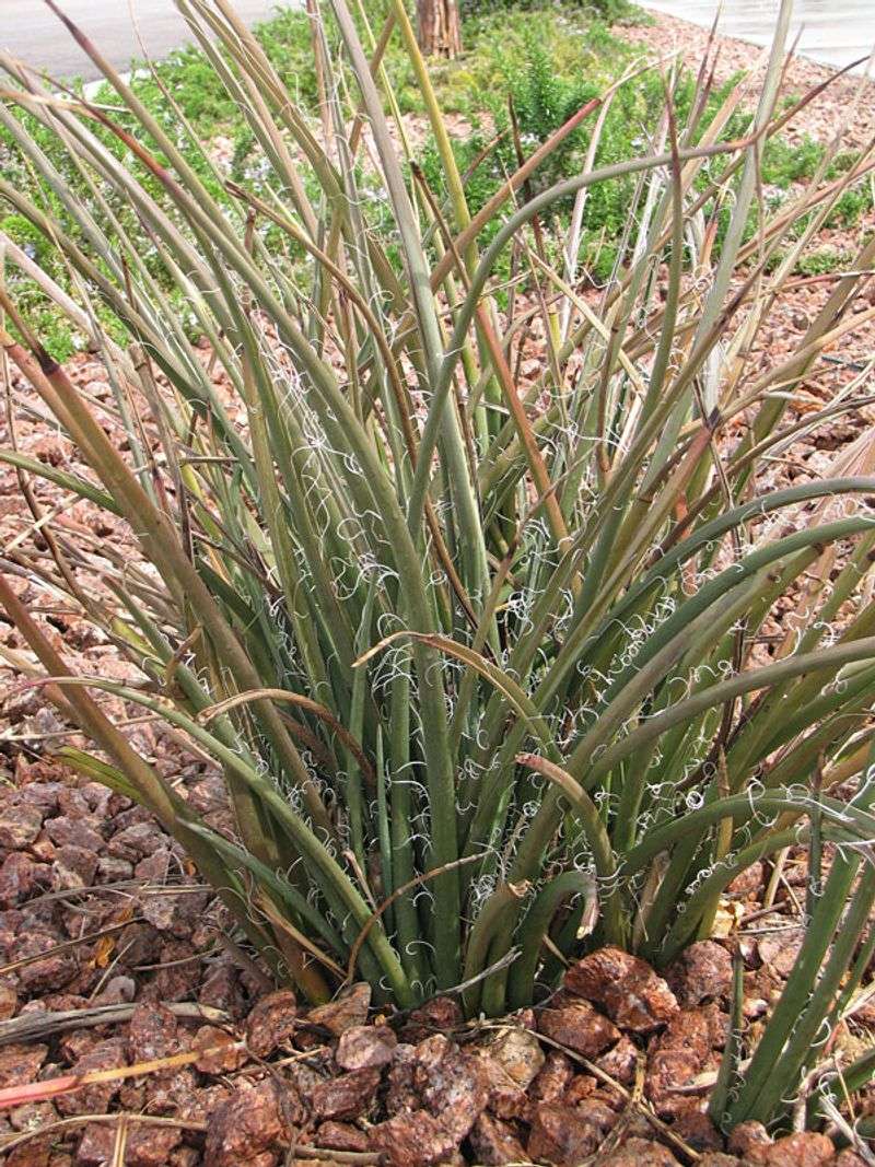 Leave Healthy Leaves In Place