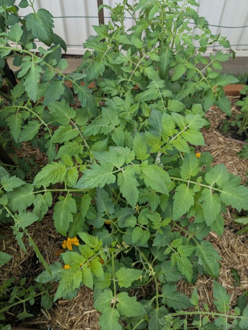 Leave Healthy Leaves That Shade Developing Fruit