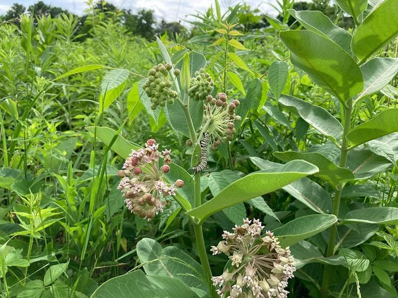 Leave Healthy Milkweed Standing For Caterpillars