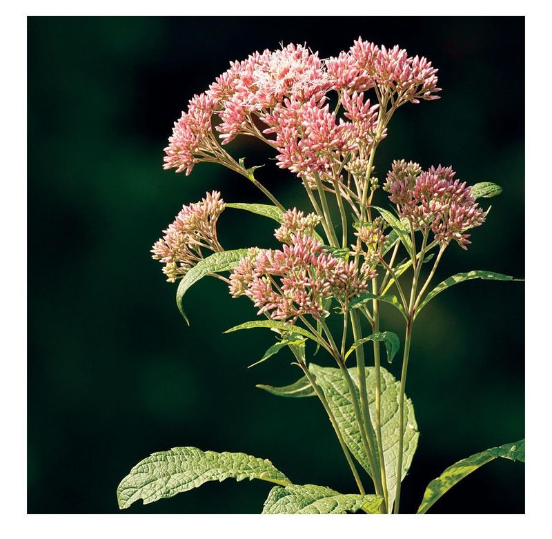 Leave Joe Pye Weed Standing For A Wilder Edge Leave Joe Pye Weed Standing For A Wilder Edge