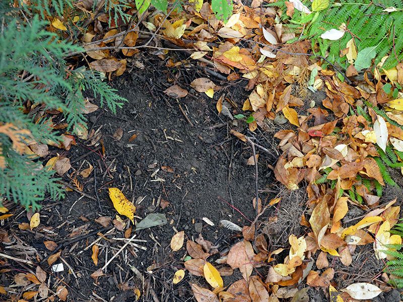 Leave Leaf Litter For Beneficial Insects Leave Leaf Litter For Beneficial Insects