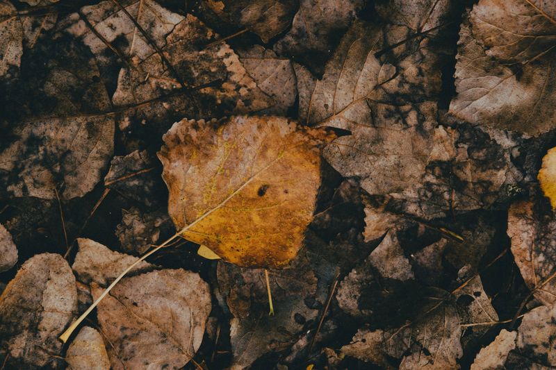 Leave Leaf Litter Undisturbed For Larvae Habitat Leave Leaf Litter Undisturbed For Larvae Habitat