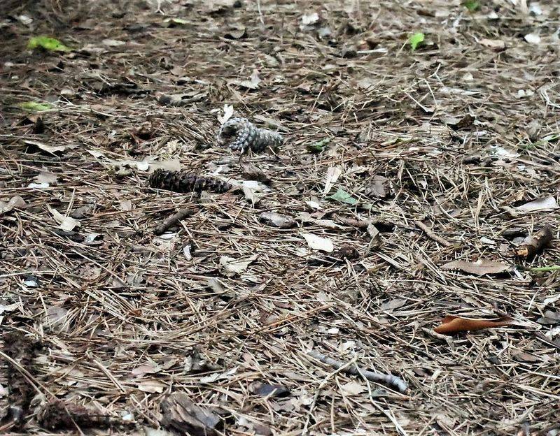 Leave Leaf Litter Where Larvae Can Hunt Leave Leaf Litter Where Larvae Can Hunt