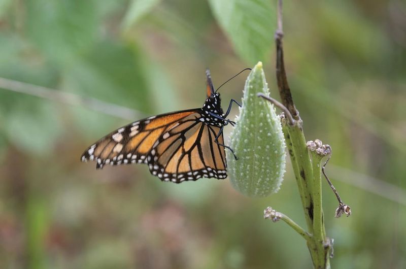 Leave Milkweed Standing For The Monarchs