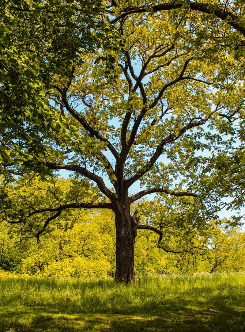 Leave Oak Trees Alone Until Winter Arrives