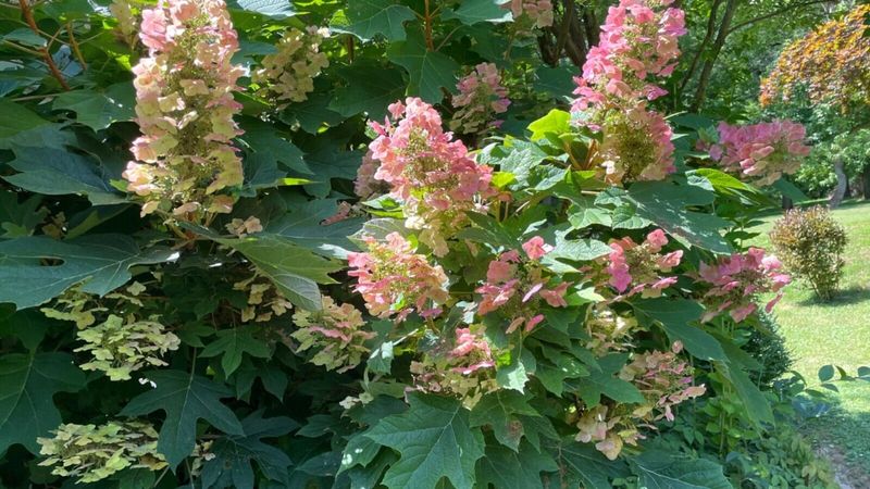Leave Oakleaf Hydrangeas Alone After Bloom