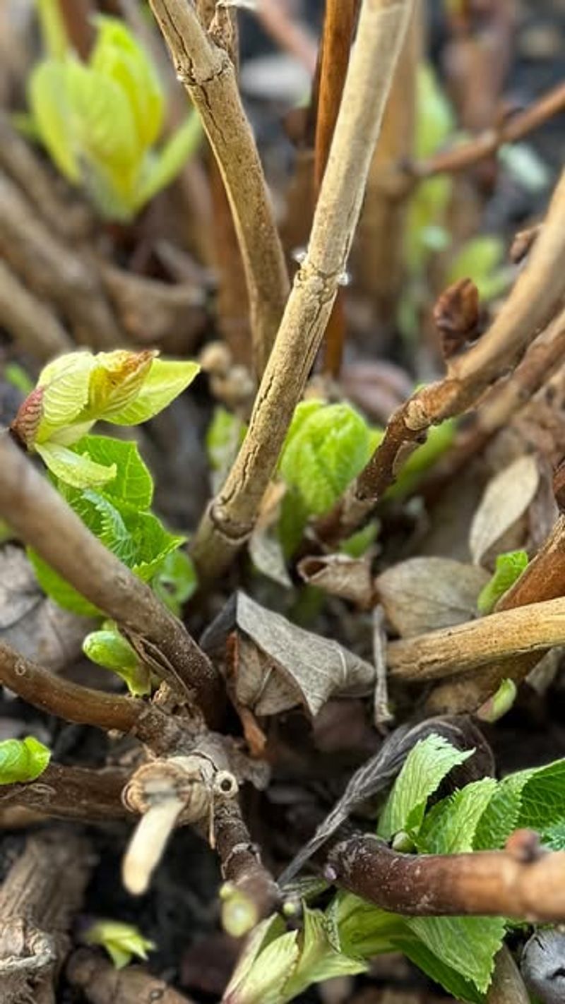 Leave Old Stems In Place Leave Old Stems In Place