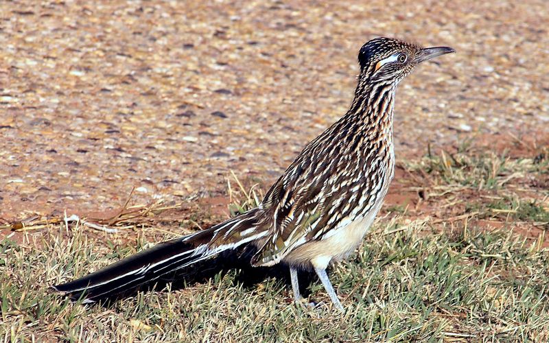 Leave Open Ground For Hunting