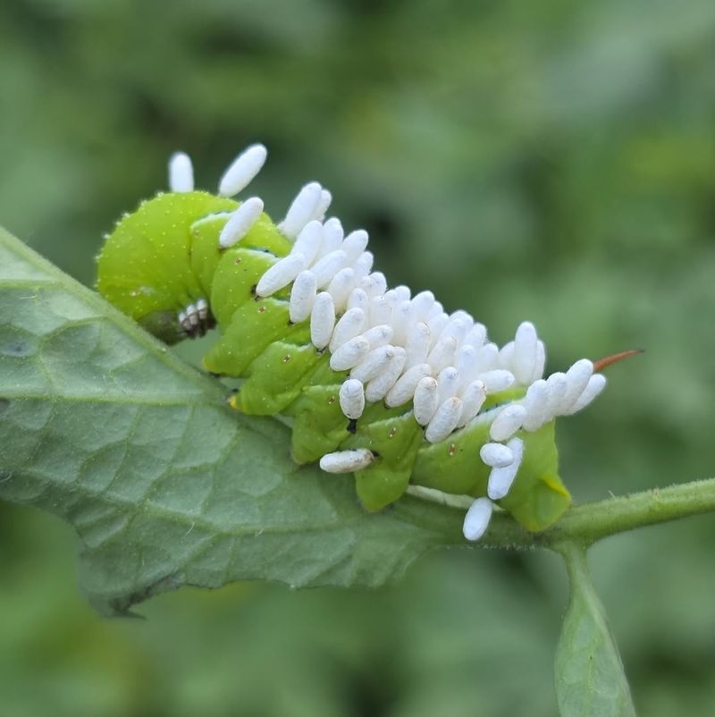 Leave Parasitized Larvae In Place