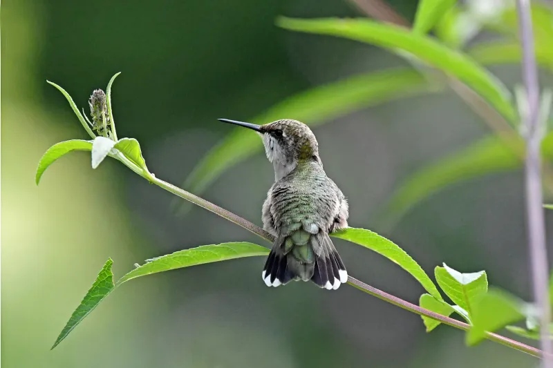 Leave Perches Near Safe Flower Patches
