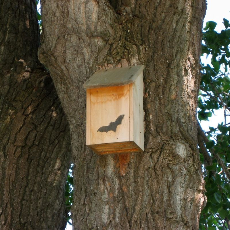 Leave Potential Roosting Spots Undisturbed Leave Potential Roosting Spots Undisturbed