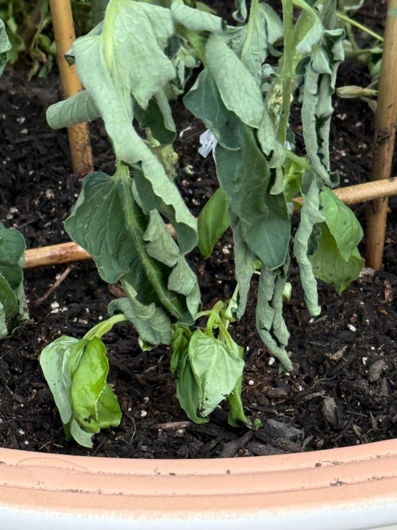 Leave Protective Foliage In Place Leave Protective Foliage In Place
