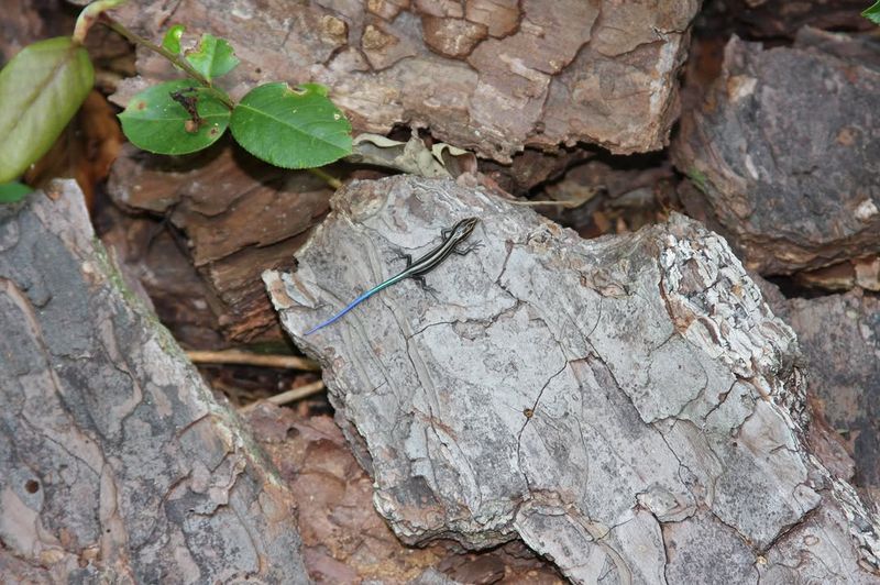 Leave Rock Piles And Fallen Logs In Place Leave Rock Piles And Fallen Logs In Place
