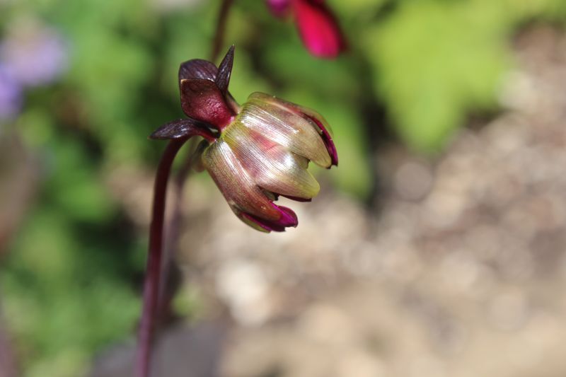 Leave Rounded Buds In Place