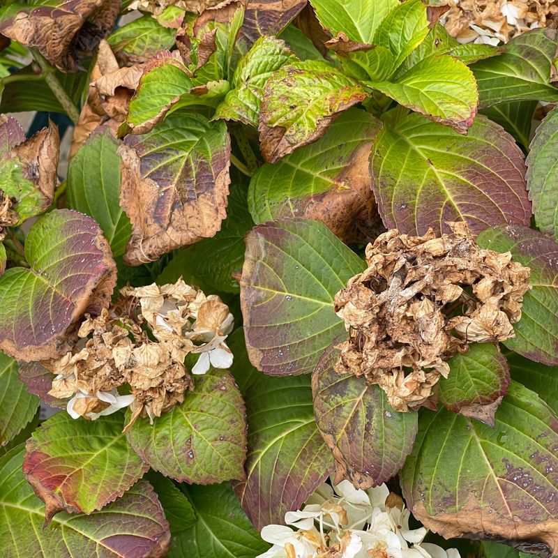 Leave Scorched Leaves Until They Stop Helping Leave Scorched Leaves Until They Stop Helping