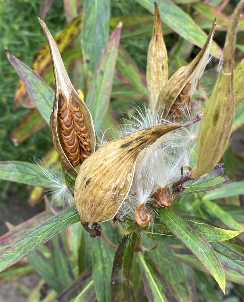 Leave Seed Heads For Natural Growth Leave Seed Heads For Natural Growth