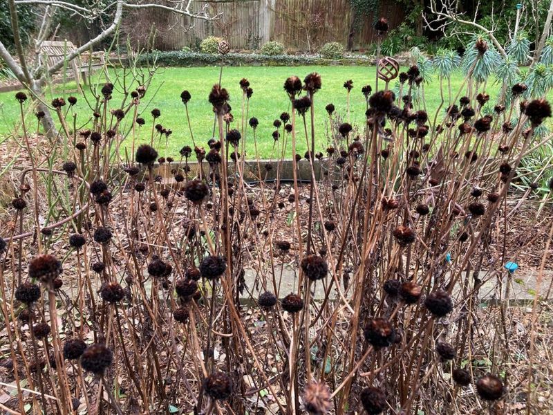Leave Seed Heads For Natural Reseeding