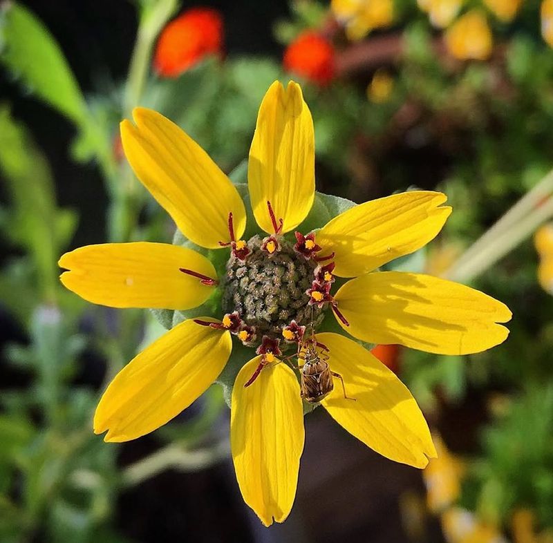 Leave Seed Heads For Natural Reseeding Leave Seed Heads For Natural Reseeding