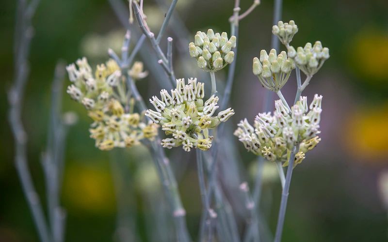 Leave Seed Pods Until They Fully Mature Leave Seed Pods Until They Fully Mature