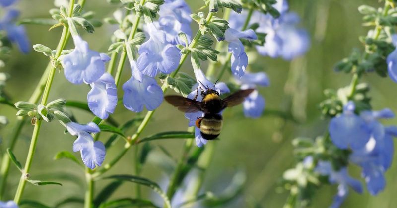 Leave Some Late Spikes For Pollinators