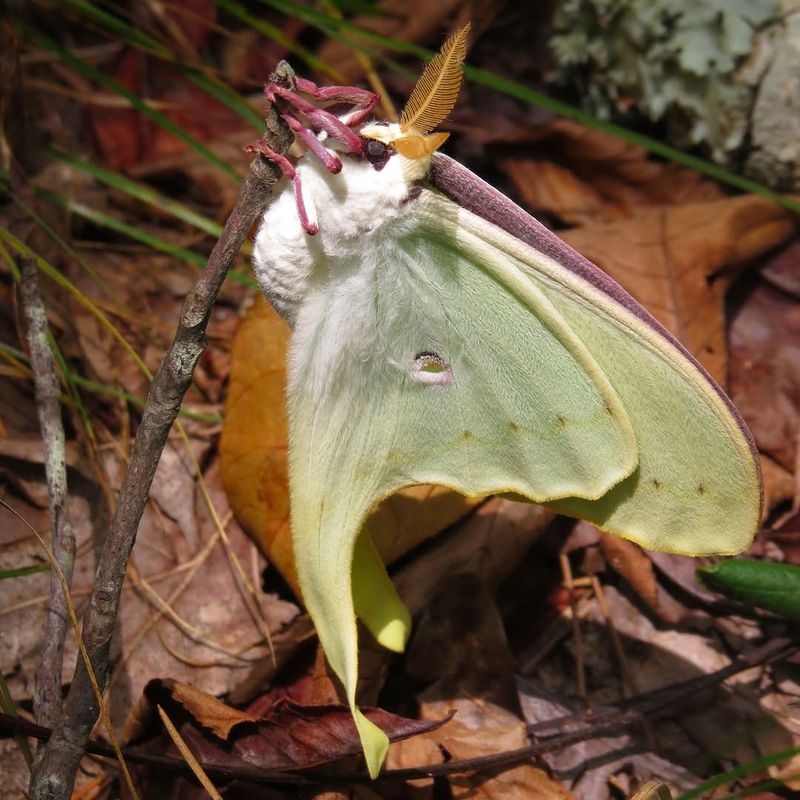 Leave Some Leaf Litter For Cocoons Leave Some Leaf Litter For Cocoons