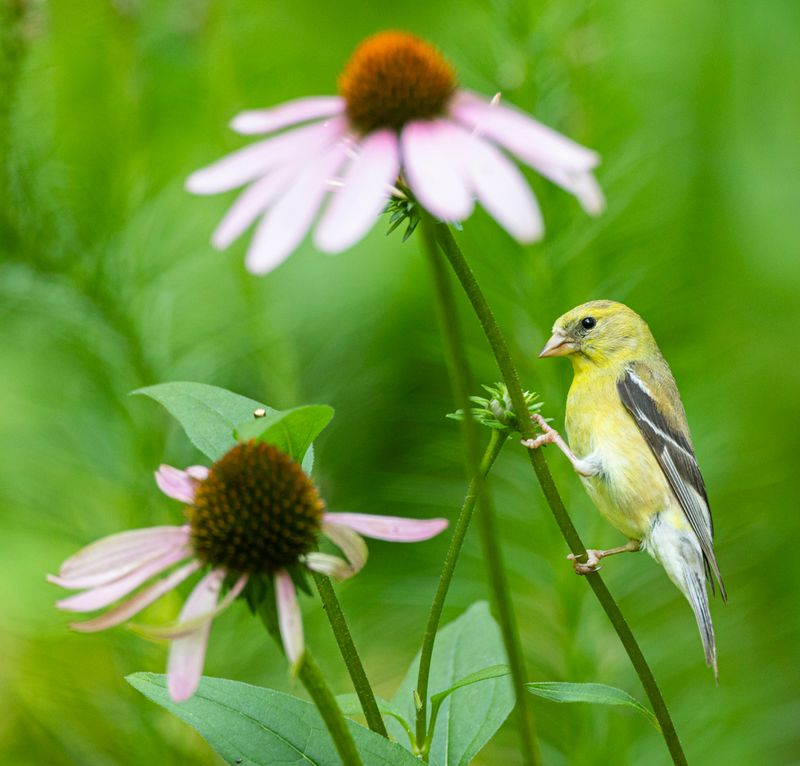 Leave Some Seed Heads For Birds
