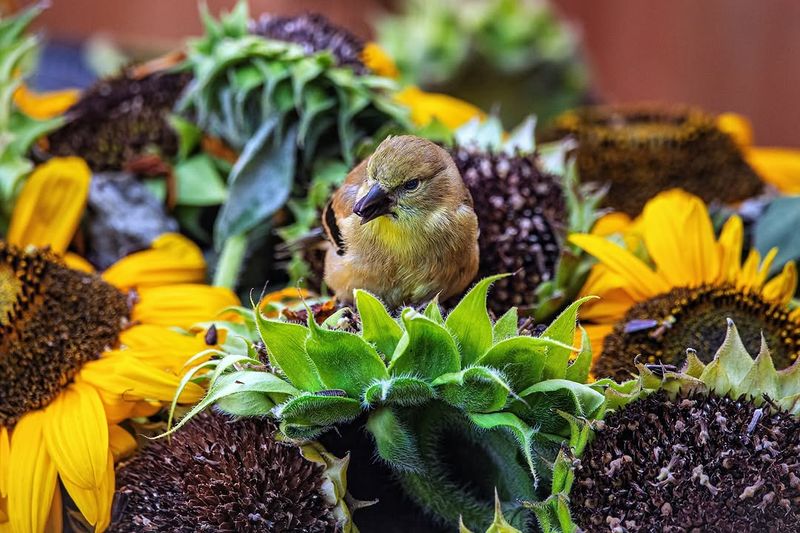 Leave Some Seed Heads For Birds Later