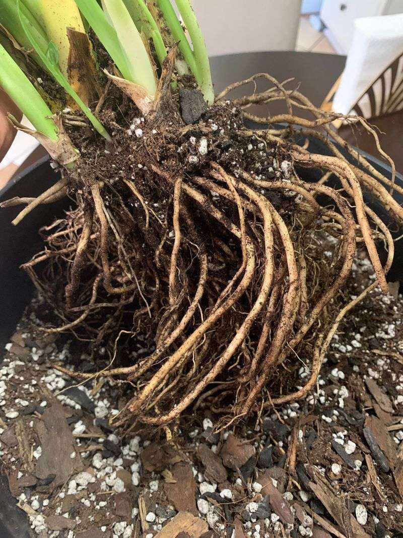 Leave Space Around Plant Stems