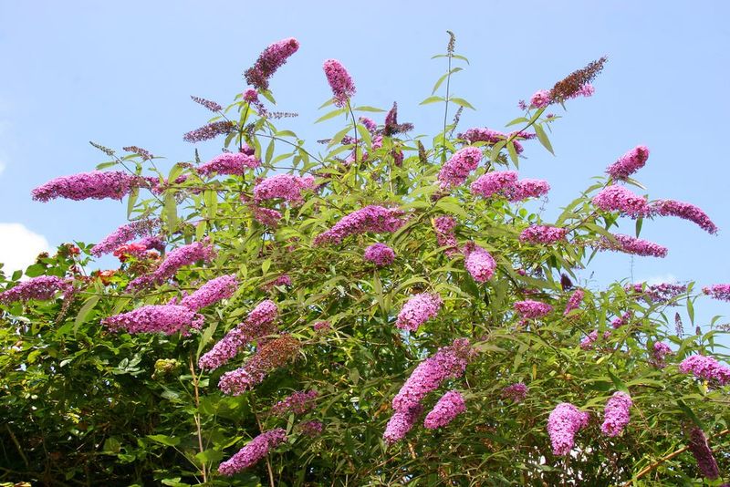 Leave Summer-Blooming Shrubs For Early Spring
