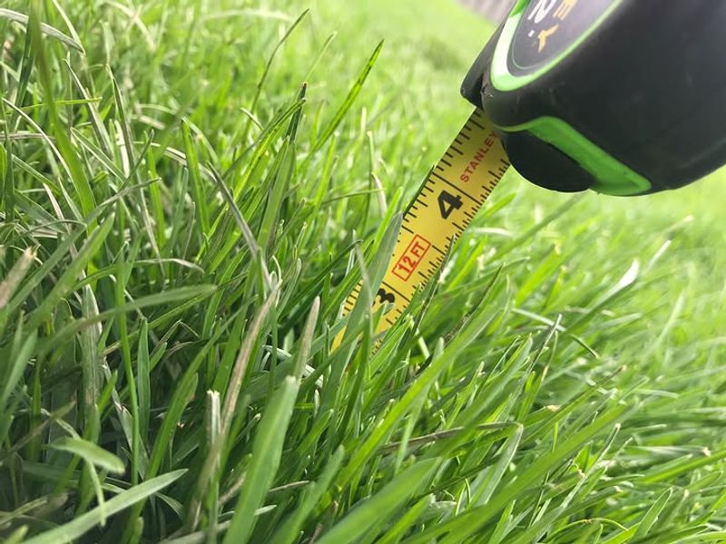 Leave Taller Grass To Shade The Soil Leave Taller Grass To Shade The Soil