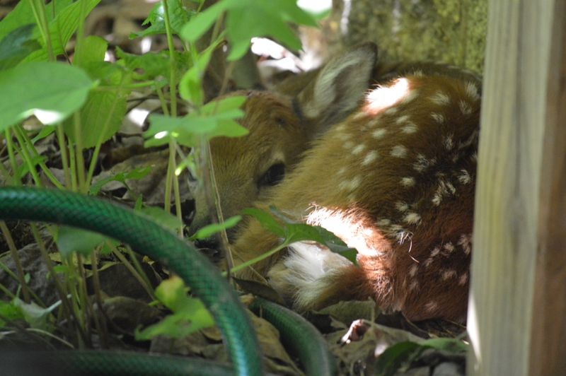 Leave The Fawn Where You Found It