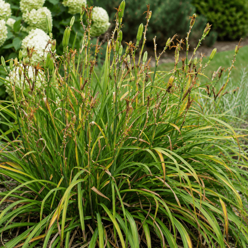 Leave The Green Foliage In Place