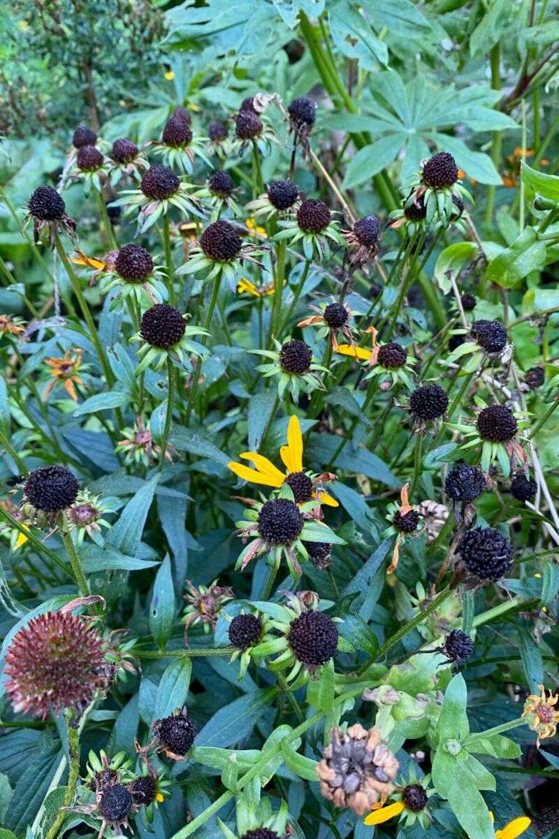 Leave The Seed Heads Before You Tidy The Bed Leave The Seed Heads Before You Tidy The Bed
